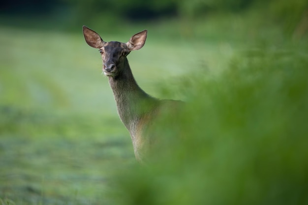 Red Deer Hind späht aus grünen Büschen in der Sommernatur