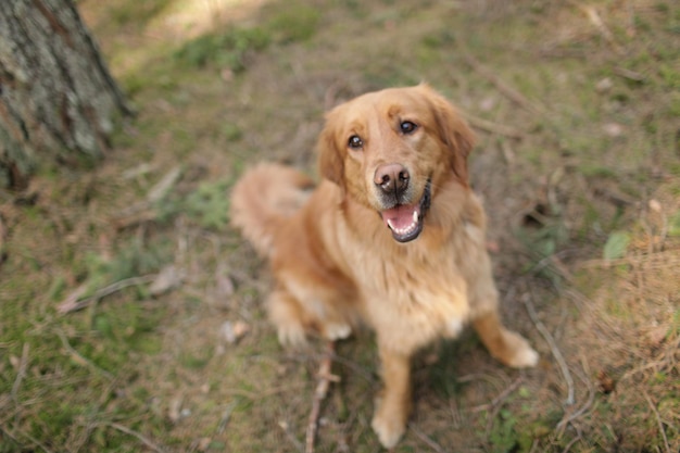 Red Dog Golden Retriever senta-se no gramado e olha atentamente para o proprietário e ao redor