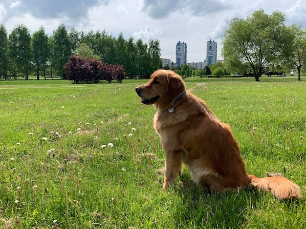 Red Dog Golden Retriever se sienta en el césped de la hierba y mira atentamente al propietario y a su alrededor