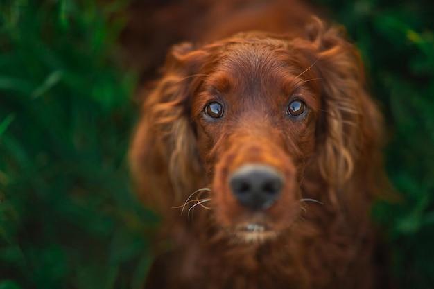 Red Dog Irish Setter im Sommer im Park auf dem Rasen