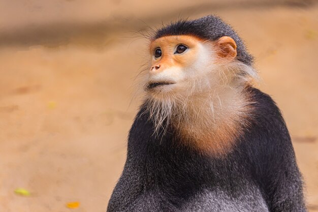 Red Douc Langur / Pygathrix nemaeus / Algún tipo de mono