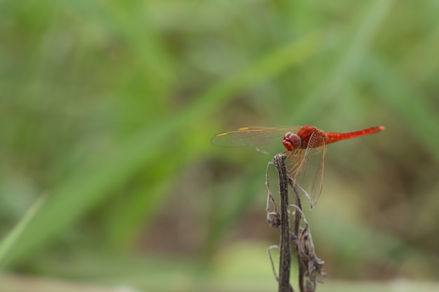 Red Dragon Fly