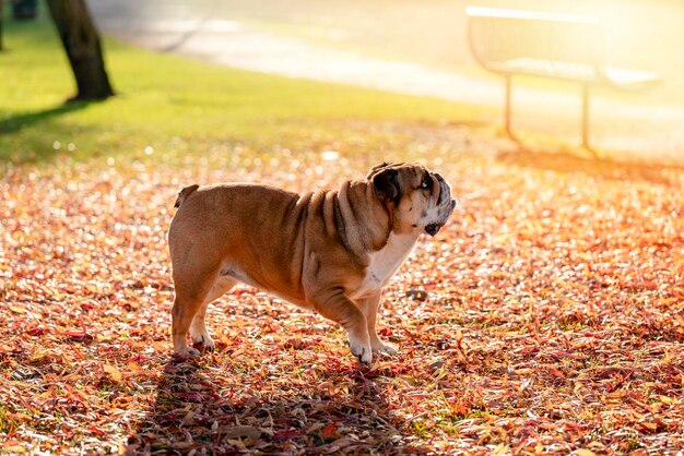 Red English British Bulldog Dog para passear olhando para cima sentado na grama