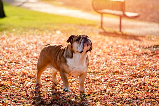 Red English British Bulldogs Dog sale a caminar mirando hacia arriba sentado en la hierba