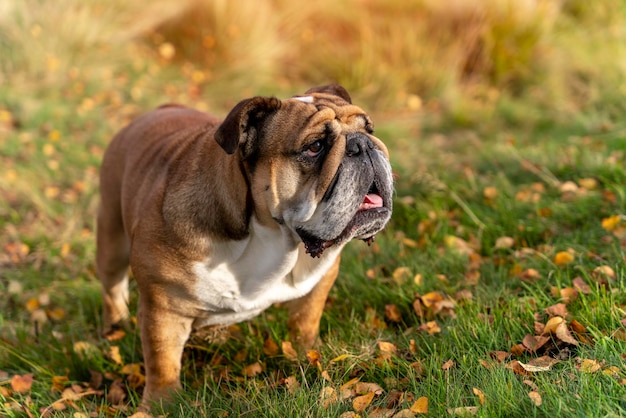 Red English British Bulldogs Dog sale a caminar mirando hacia arriba sentado en la hierba