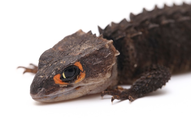 Red-Eyed Crocodile Skinks Eidechse auf weißem Raum