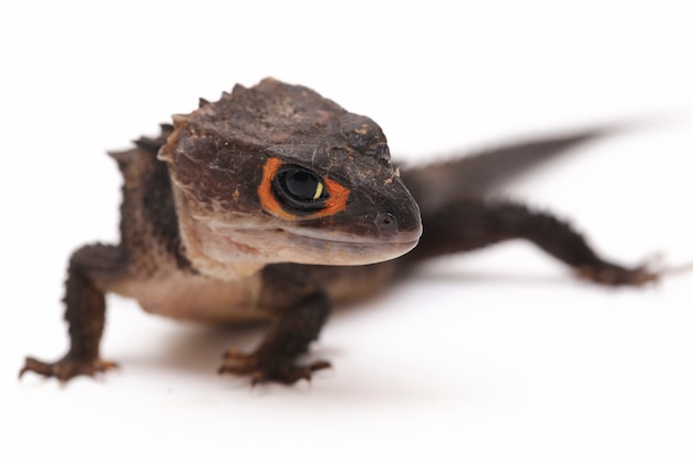 Red-Eyed Crocodile Skinks Eidechse auf weißem Raum