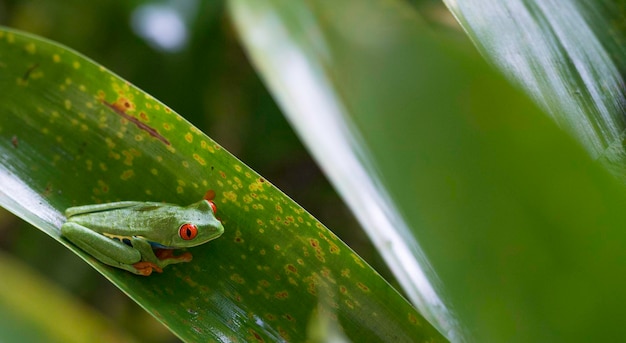 Red eyed tree frog em uma folha verde. agalychnis callidryas.