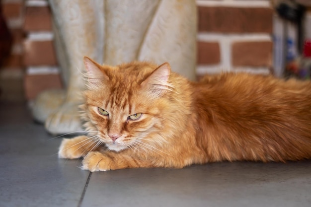 Red fluffy Maine descansando em casa em close-up