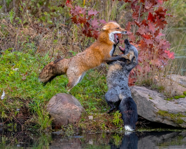 Red fox and cross fox fighting perto de shoreline