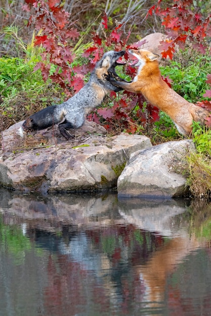 Red Fox y Cross Fox peleando con reflejo en el agua