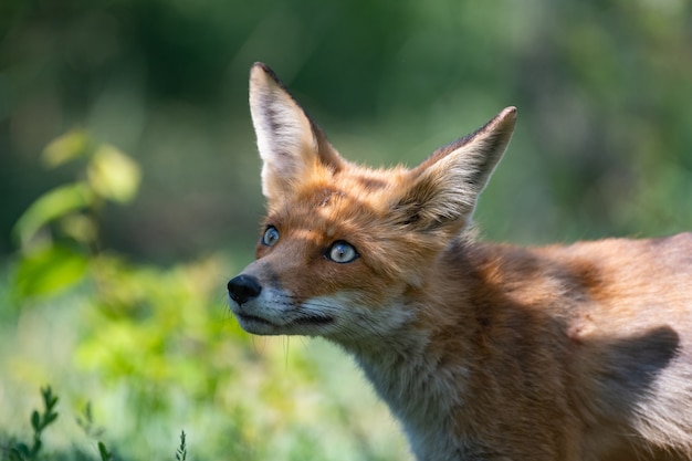 Red Fox Vulpes vulpes, Nahaufnahmeporträt mit Bokeh von Bäumen im Hintergrund.