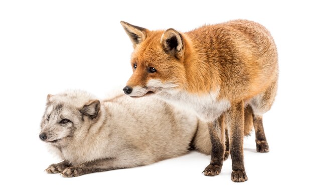 Red Fox Vulpes vulpes stehend und Arctic Fox Vulpes lagopus isoliert auf weiß liegend