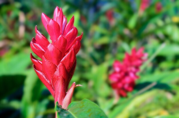 Red Ginger o Alpinia purpurata son plantas de Malasia con flores vistosas que crecen a partir de brácteas rojas de colores brillantes.