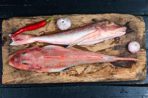 Red Gurnard Fisch