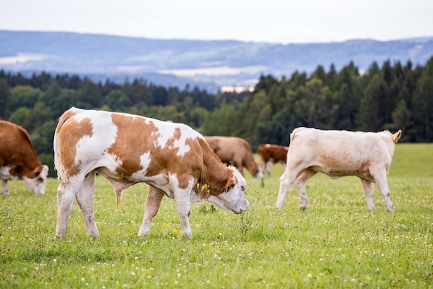 Red Holstein-Kühe grasen auf einer Wiese