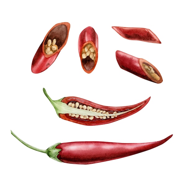 Red hot chili peppers ilustração em aquarela para menus de adesivos ingredientes inteiros e em pedaços