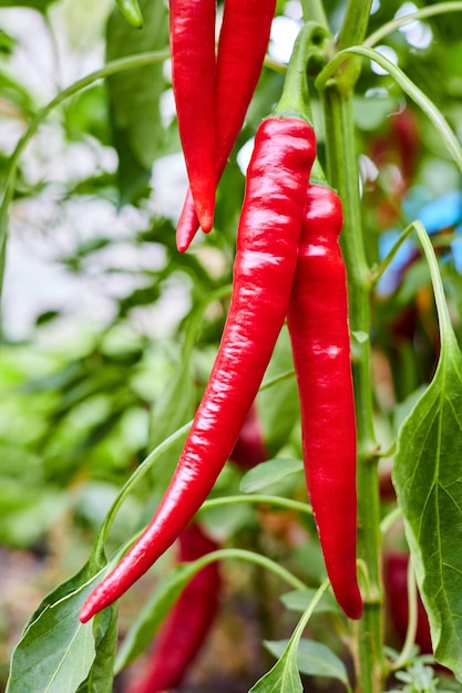 Red Hot Chili Peppers wächst auf einem Busch im Gemüsegarten