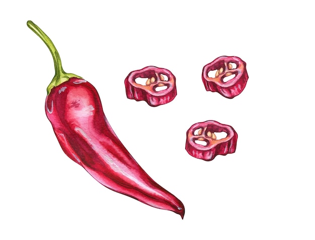 Red Hot Peppers Ilustração em aquarela de legumes Ilustração para design de menu de café e restaurante