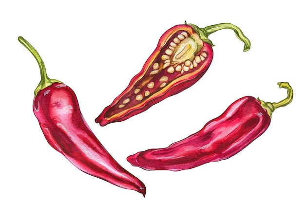 Red Hot Peppers Ilustración acuarela de vegetales Ilustración para diseño de menú de café y restaurante Conjunto de vegetales enteros y en sección