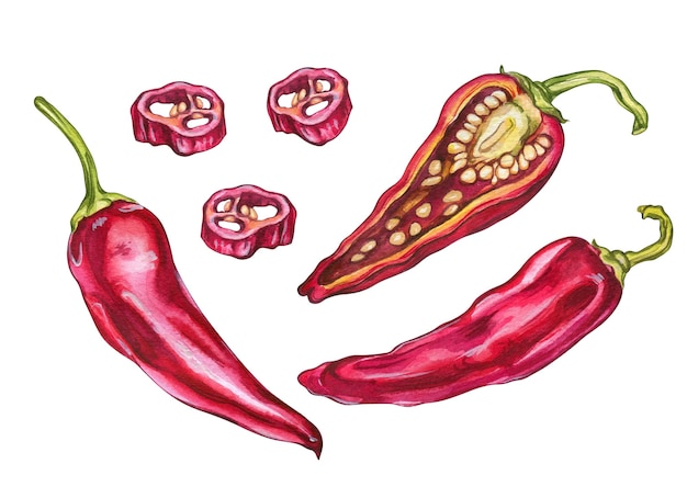 Red Hot Peppers Ilustración acuarela de verduras Ilustración para diseño de café