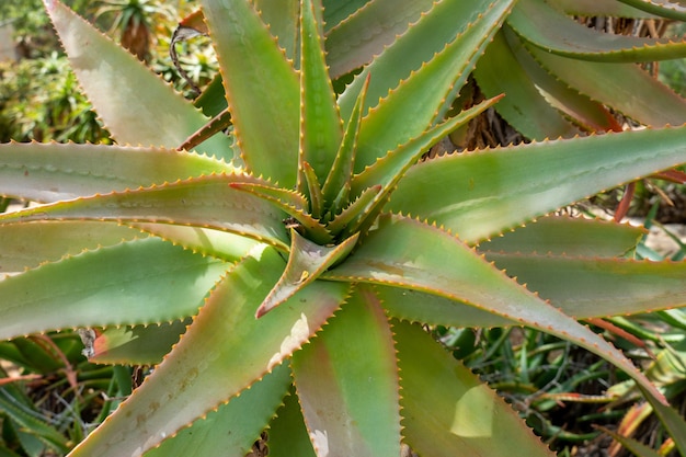 Red Hot Poker Aloe Arborescens Aloeacceae aus der tropischen Pflanze Südafrikas