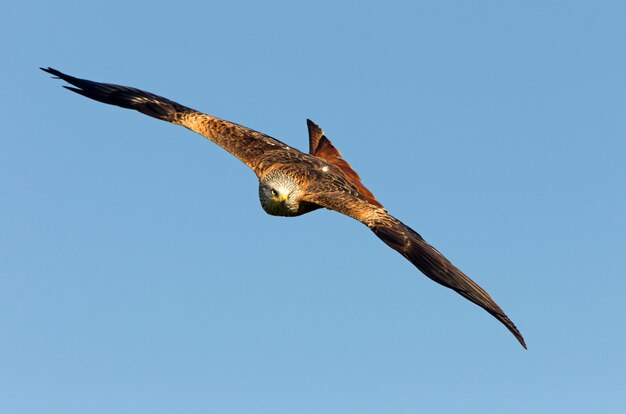 Red Kite volando, Milvus milvus, halcón, cometa