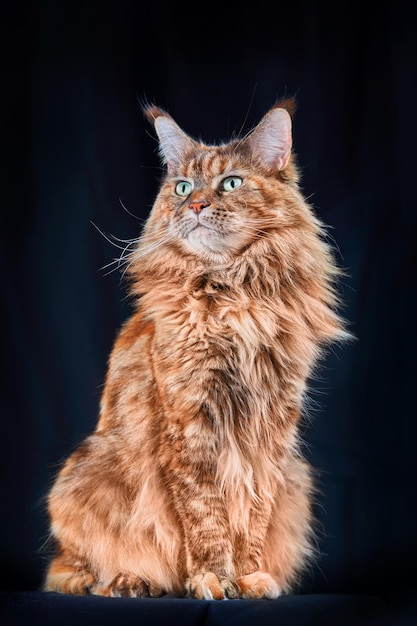 Red Maine Coon cat Studio retrato gato grande con borlas largas en orejas grandes aislado sobre fondo negro