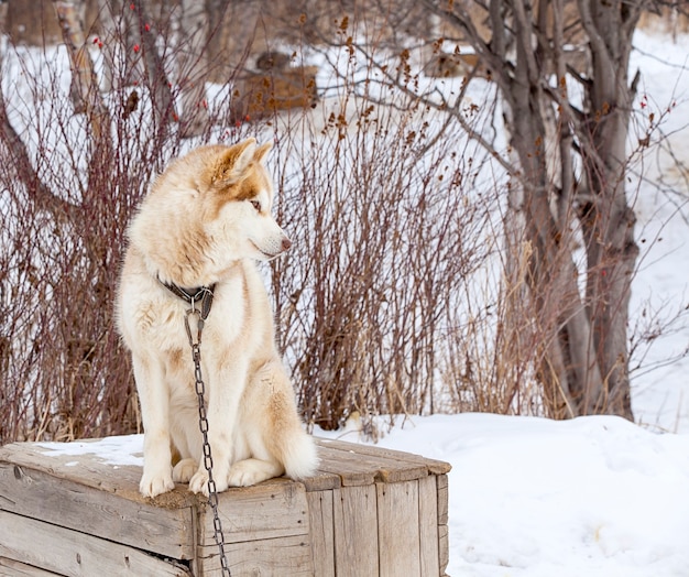 Red Malamute im Kindergarten für Hunde im Winter