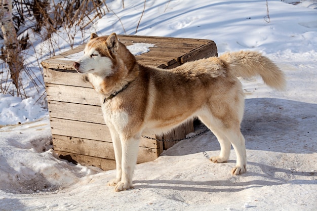 Red Malamute im Kindergarten für Hunde im Winter