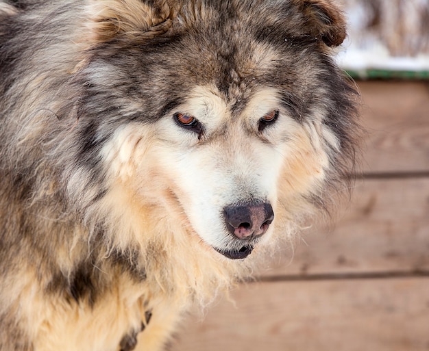 Red Malamute en vivero para perros en invierno