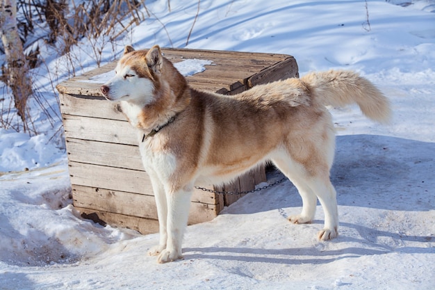 Red Malamute en vivero para perros en invierno