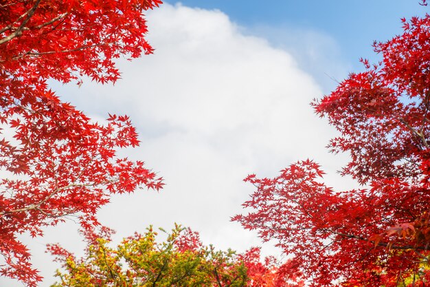 Red maple folhas no outono fundo de temporada