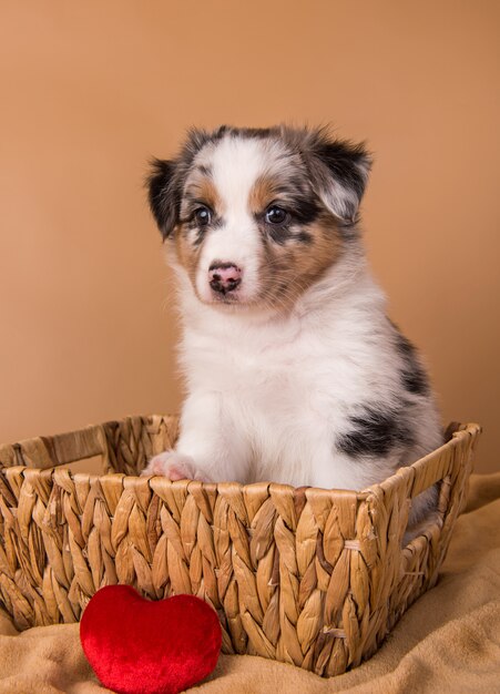 Red Merle Australian Shepherd Welpe in einem Korb