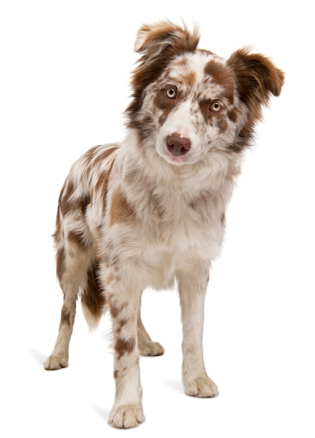 Red Merle Border Collie, 6 meses de edad,