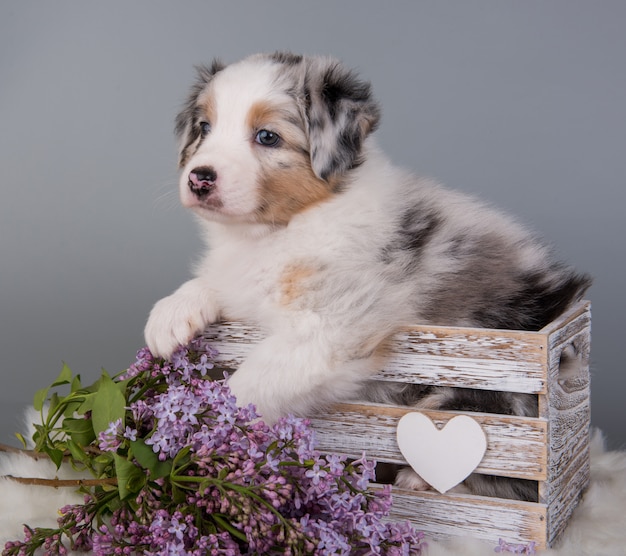 Foto red merle pastor australiano cachorro en una cesta