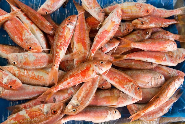 Red Mullet Fisch