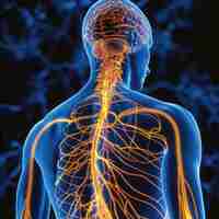 Foto red nerviosa sistema nervioso desentrañando la intrincada red de neuronas y sinapsis papel vital de este complejo sistema en la regulación de las funciones y respuestas corporales