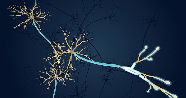 La Red Neuronal en el TDAH