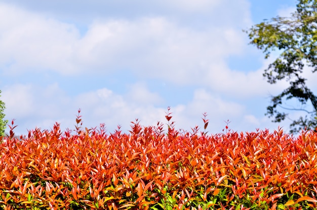 Red &amp; Orange Blätter gegen den blauen Himmel