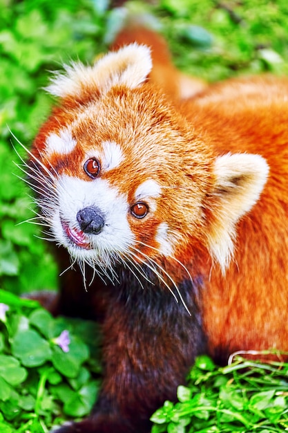 Red Panda em seu habitat natural selvagem.