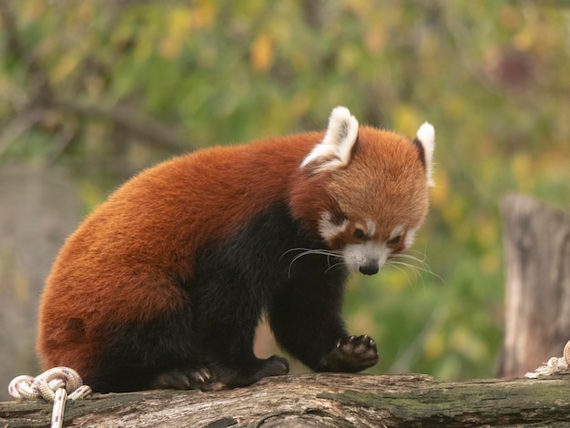 Conheça os pandas-vermelhos, seu amor pelas árvores altas e outras