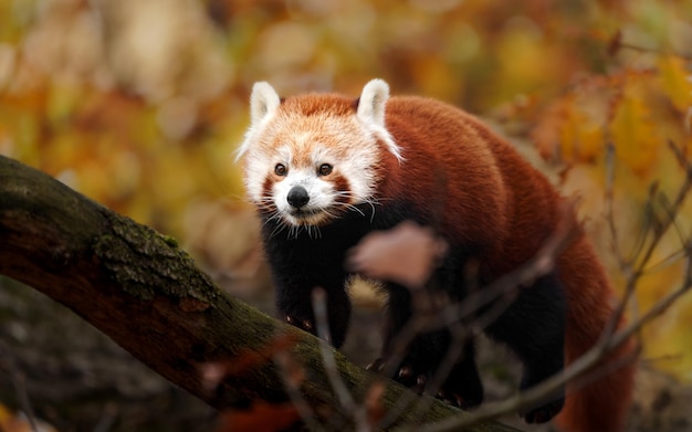 red panda