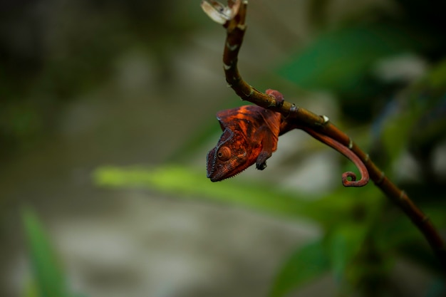 Red Panther Chameleon acurrucado en una rama