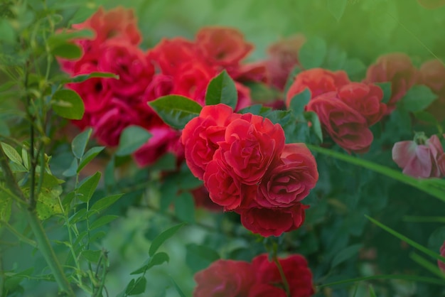 Red Park Rose Blume Hintergrund Rote Rosen auf einem Busch in einem Garten Red Park Rose Blume