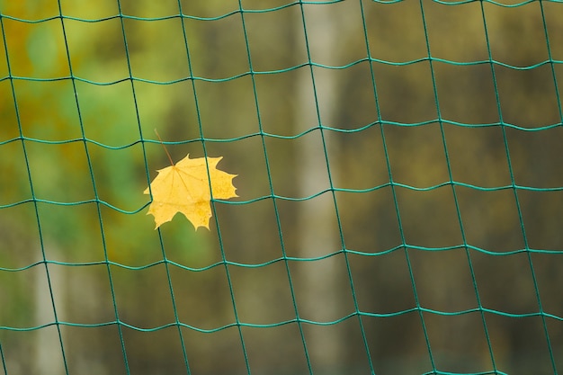 Red de portería de fútbol con hoja de otoño