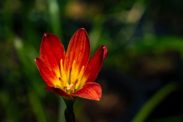 Red Rain Lily en el jardín estaba floreciendo bajo la luz de la mañana con hojas de color verde oscuro y suelo marrón detrás