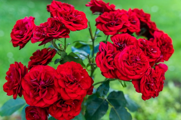 Red Rose Bush viele rote Rosenknospen Nahaufnahme Das Konzept der Gartenarbeit