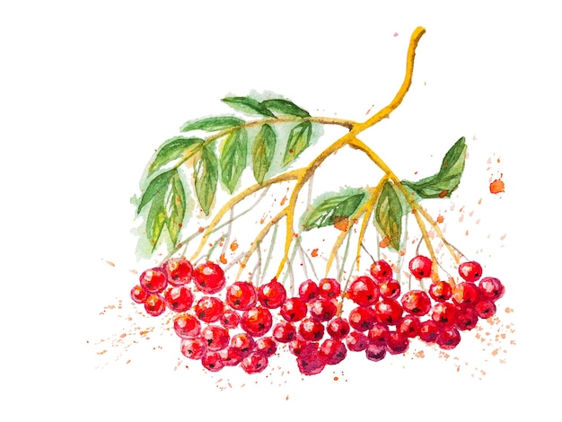 Red Rowanberry Branch ilustração em aquarela desenhada à mão, isolada no fundo branco