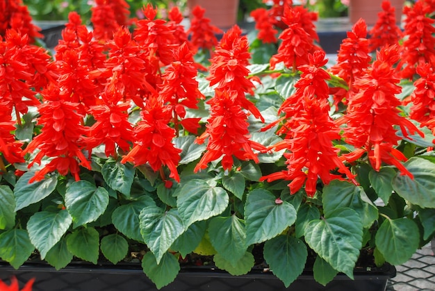 Red Salvia Splendens Plantas de maceta roja en la bandeja negra